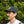Load image into Gallery viewer, The Classic Cap