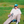 Load image into Gallery viewer, TBC Golf Polos
